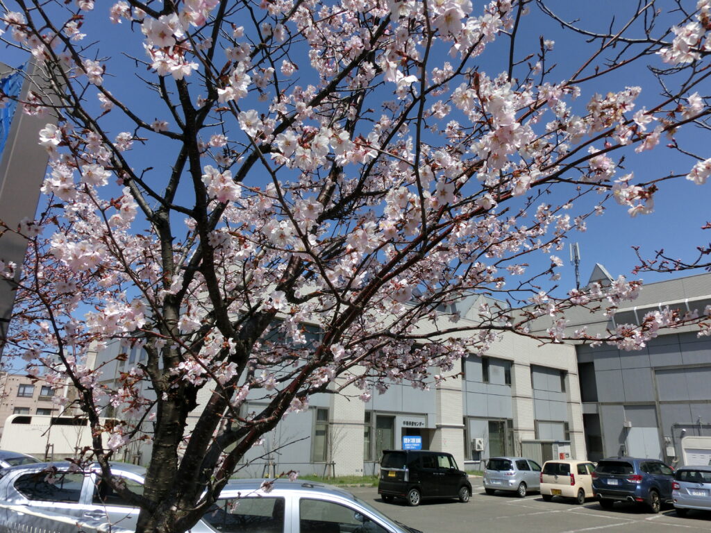 手稲駅桜