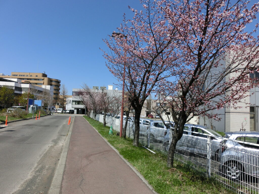 手稲駅桜