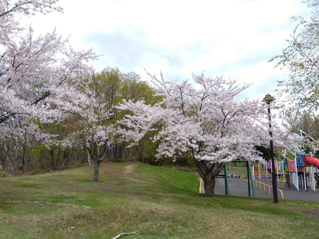 公園の桜
