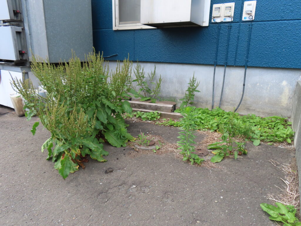 草取り