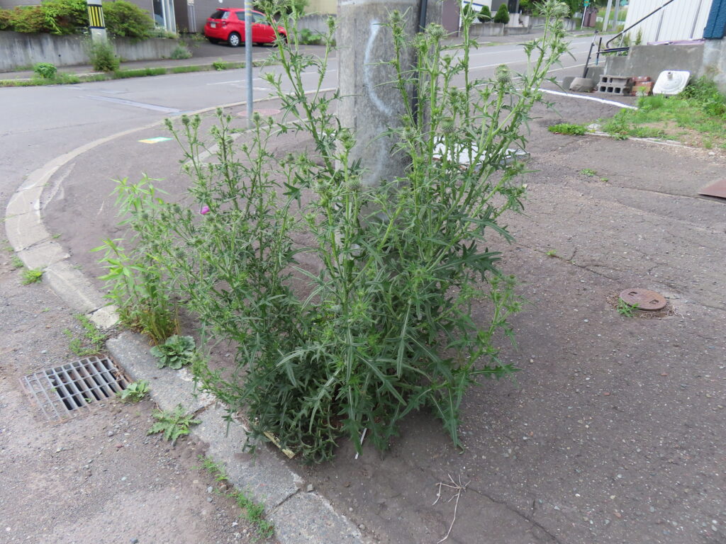草取り