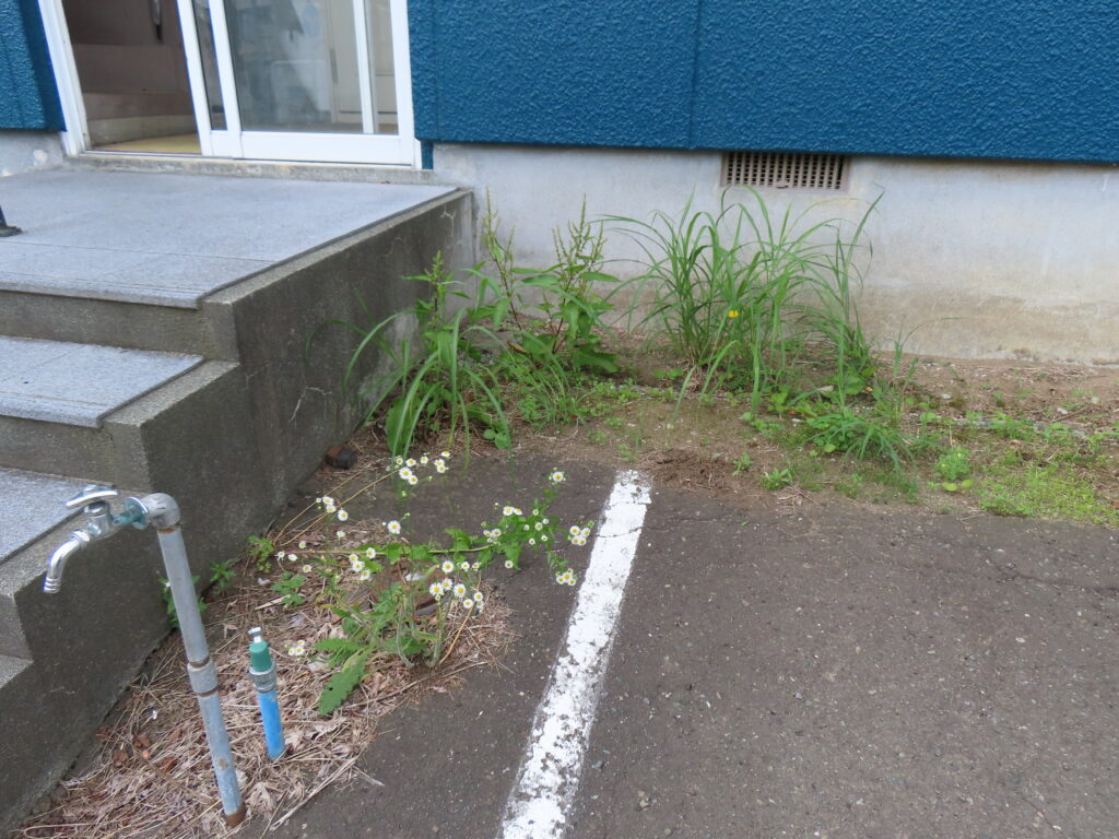 草取り