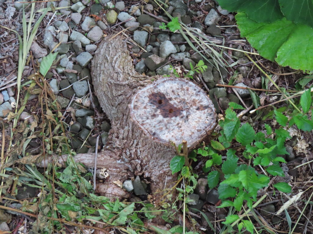 除草剤