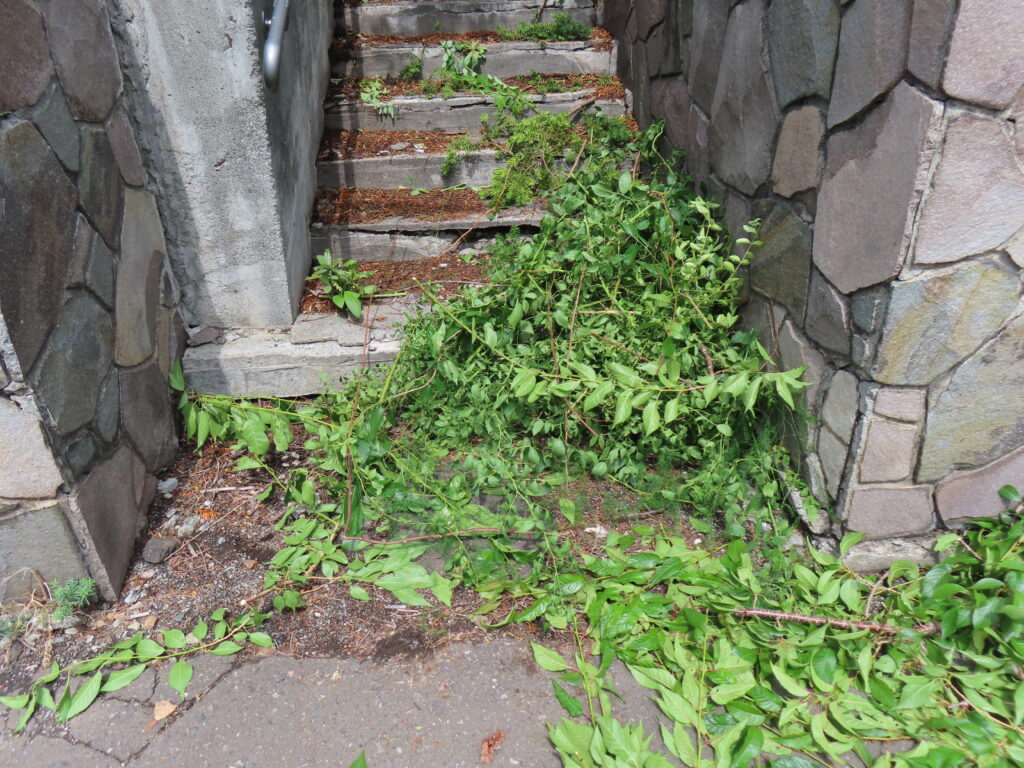 草刈り