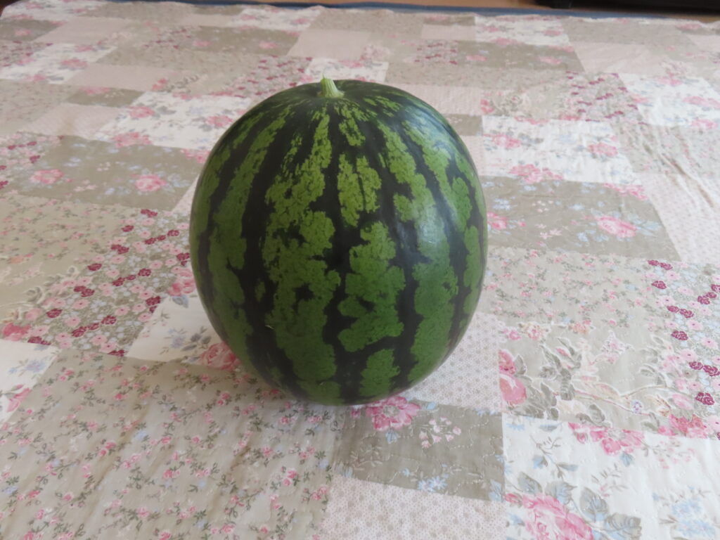 スイカ